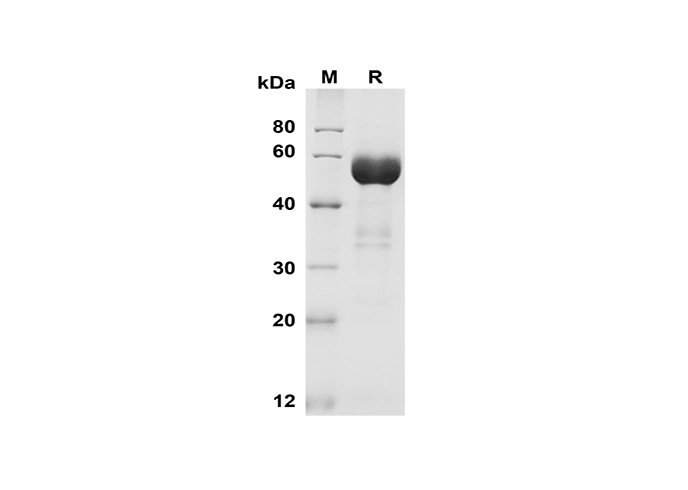 Валидация Elabscience PDMM100174(1134)