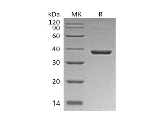 Валидация Elabscience PKSM040965(4903)