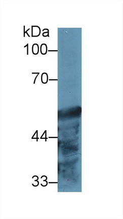 13146