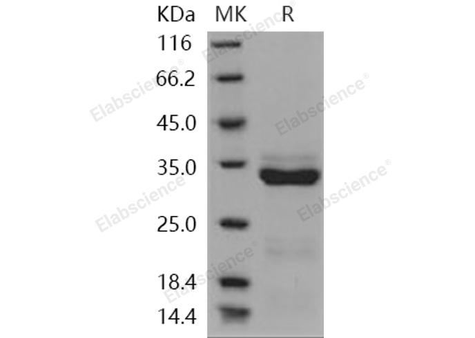 Валидация Elabscience PKSH030980(1794)