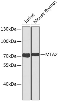 Валидация Elabscience E-AB-67426