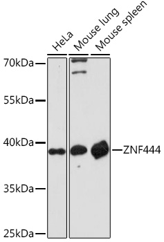 Валидация Elabscience E-AB-92061