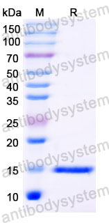 Валидация SDS-PAGE - AntibodySystem RHE42701
