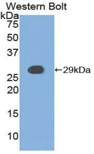 51713