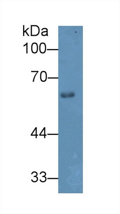 9967