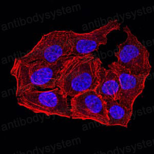 Валидация IF - AntibodySystem RHN96102 (1686)