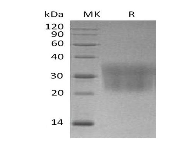 Валидация Elabscience PKSM040978(4915)
