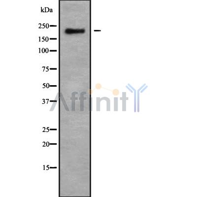 Валидация Affinity DF9638 - 22370