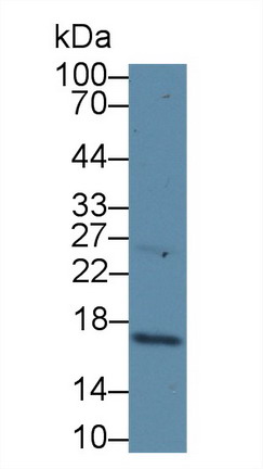 8518