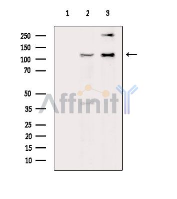 Валидация Affinity DF14611 - 10631