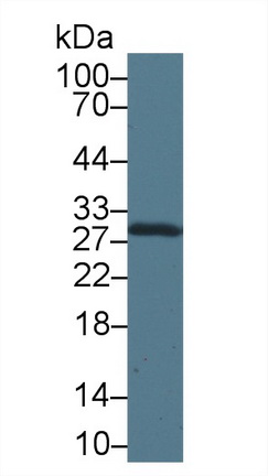 10252