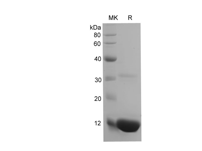 Валидация Elabscience PDEM100224(558)