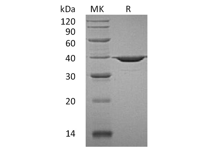 Валидация Elabscience PKSH032090(2636)