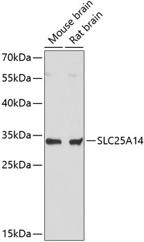Валидация Elabscience E-AB-64811