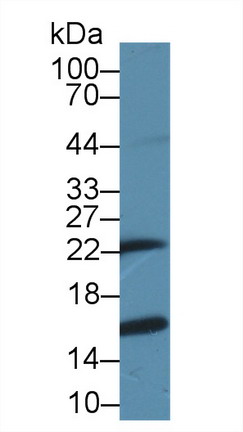 8557