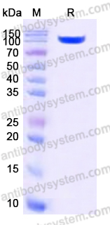 EHD80902, SDS-PAGE