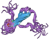 Microtubule Associated Protein Tau (MAPt)