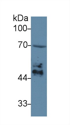 13577
