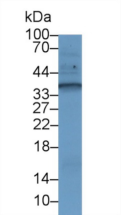 13241