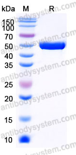 AMJ41001, SDS-PAGE