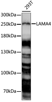 Валидация Elabscience E-AB-91099