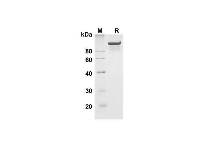 Валидация Elabscience PDMH100296(908)