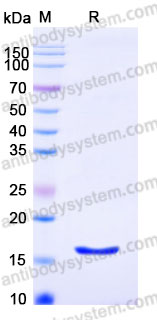 YHB02602, SDS-PAGE