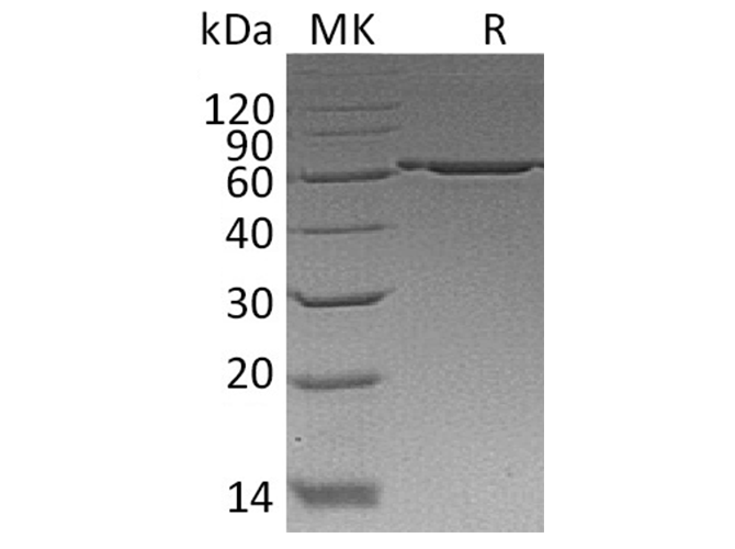 Валидация Elabscience PKSH033399(3727)