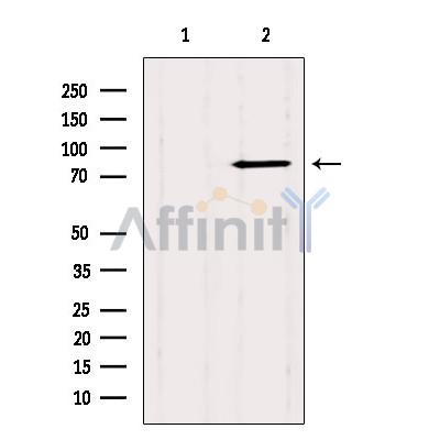 Валидация Affinity DF9195 - 21578
