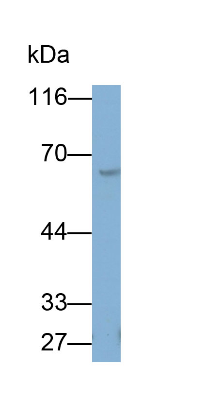 32957