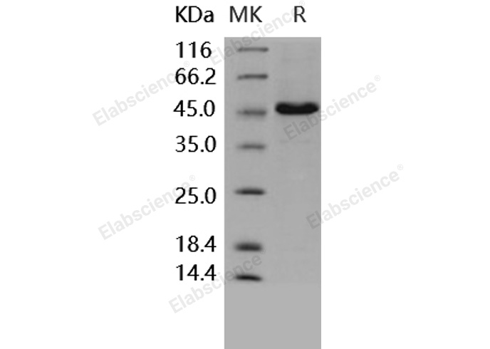 Валидация Elabscience PKSH030448(1373)