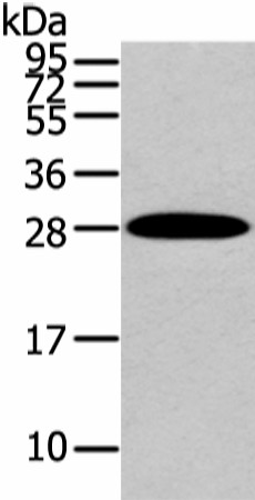 Валидация Elabscience E-AB-17651
