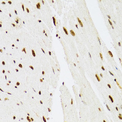 Валидация Elabscience E-AB-60024