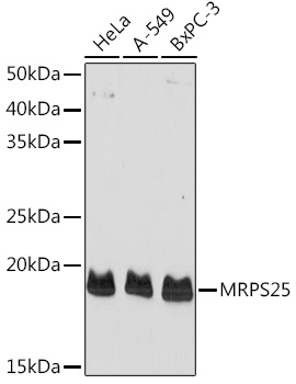 Валидация Elabscience E-AB-92935