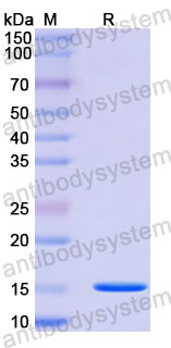 Валидация SDS-PAGE - AntibodySystem RHA44601