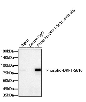 AP1573, иммунопреципитация, экстракты клеток HeLa (25205)