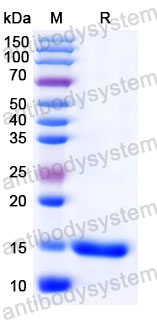Валидация SDS-PAGE - AntibodySystem RHD17202