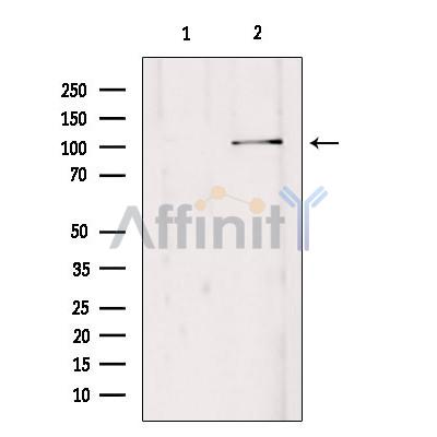Валидация Affinity DF9504 - 22131