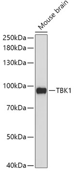Валидация Elabscience E-AB-60743