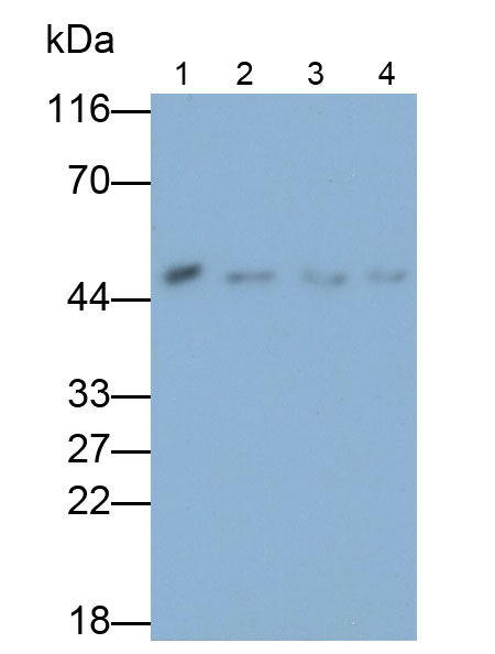 32569