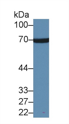 12629