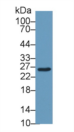 9409