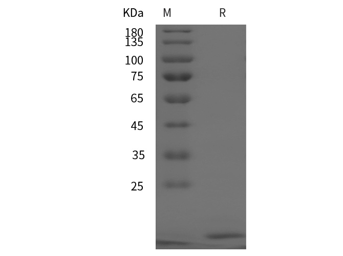 Валидация Elabscience PDEH100881(313)