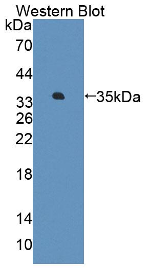 59564