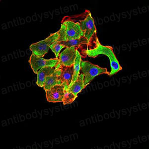Валидация IF - AntibodySystem RHG34302