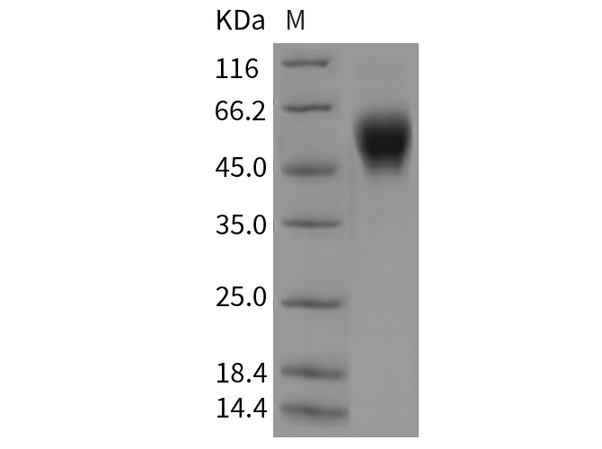 Валидация Elabscience PKSM040384(4384)
