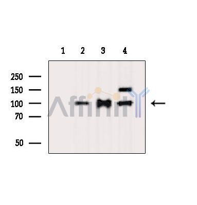 Валидация Affinity DF16098 - 12670