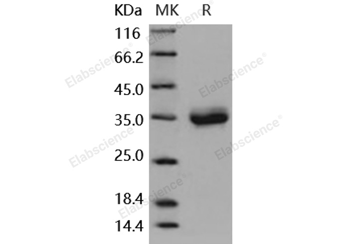 Валидация Elabscience PKSM040910(4857)