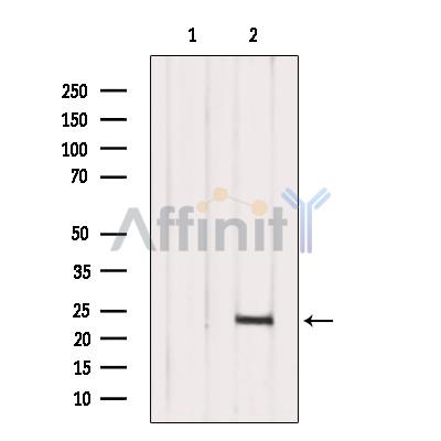 Валидация Affinity DF8965 - 21146