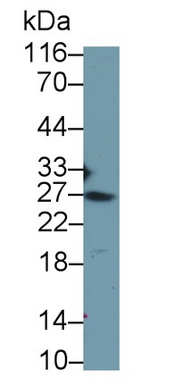 40259